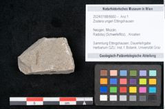 Foto (Objekt + Etikett) von Zostera ungeri Ettingshausen (NHMW-GEO-2024-0188-6660)